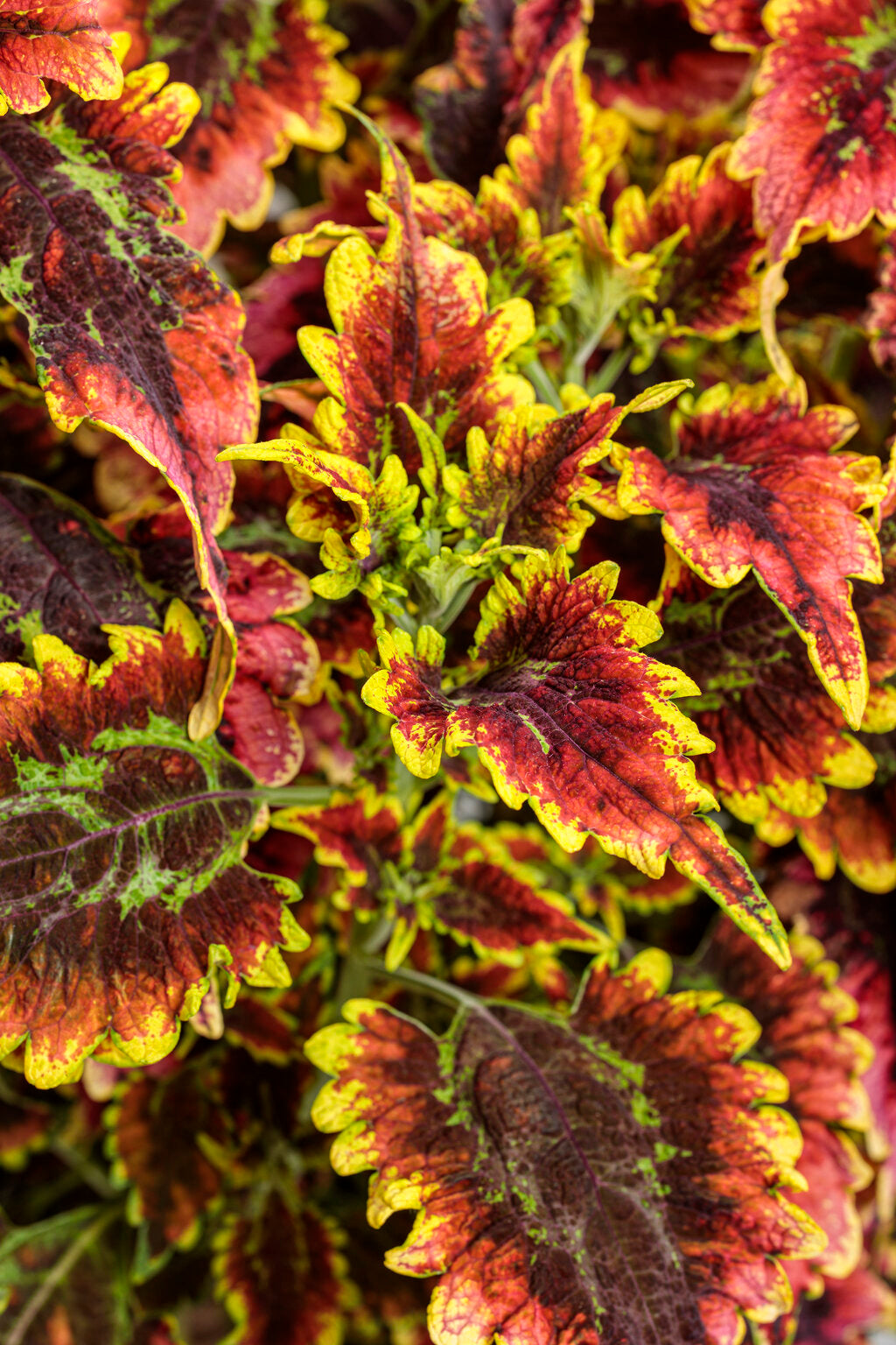ColorBlaze® El Brighto Coleus – Proven Winners® Vibrant Foliage for Sun & Shade