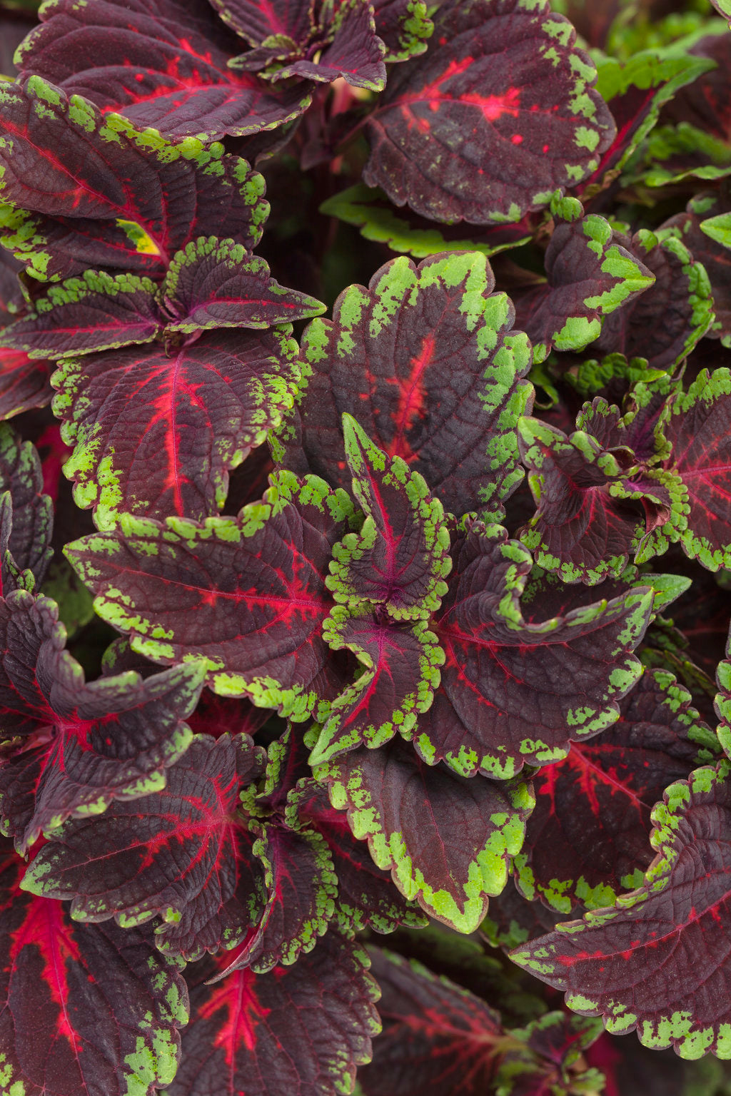Colorblaze Torchlight Coleus (PROVEN WINNERS®)