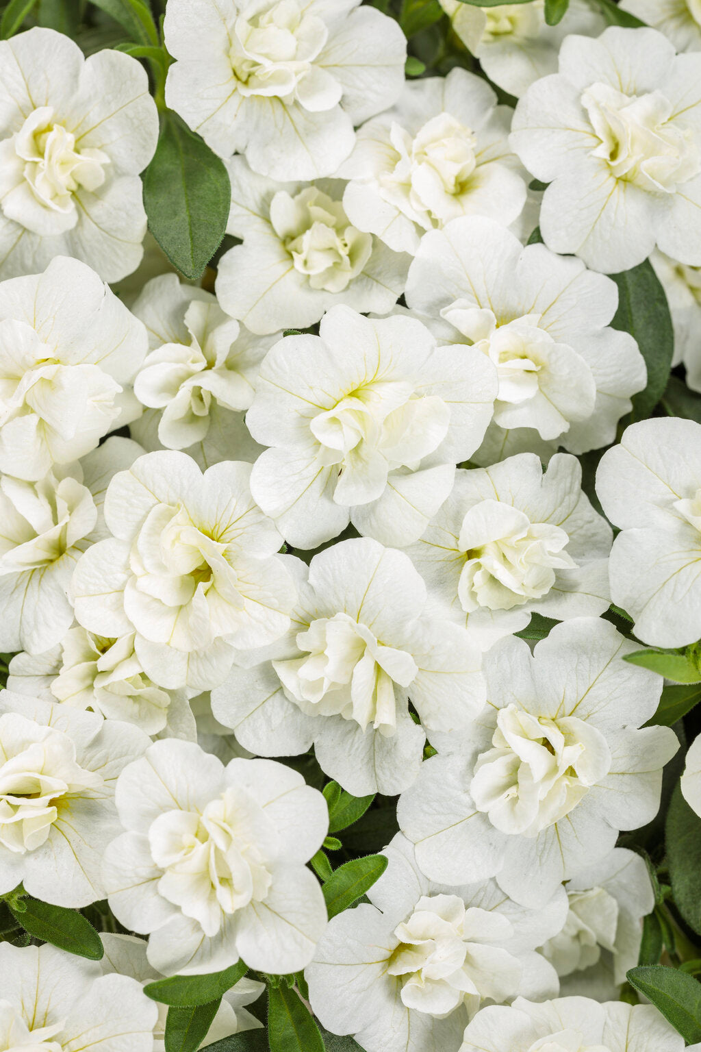 Superbells Double White – Trailing Calibrachoa Basket – Proven Winners® Annual