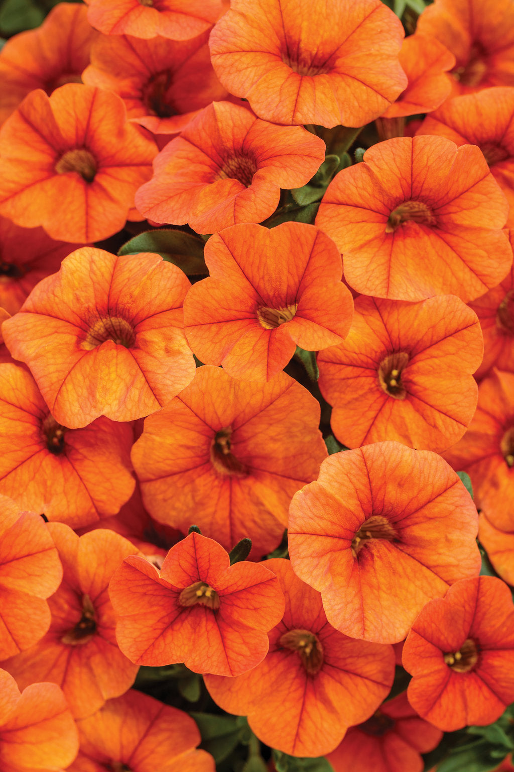 superbells flower seeds Superbells Dreamsicle (PROVEN WINNERS®) – Blessed Blooms Flower Farm