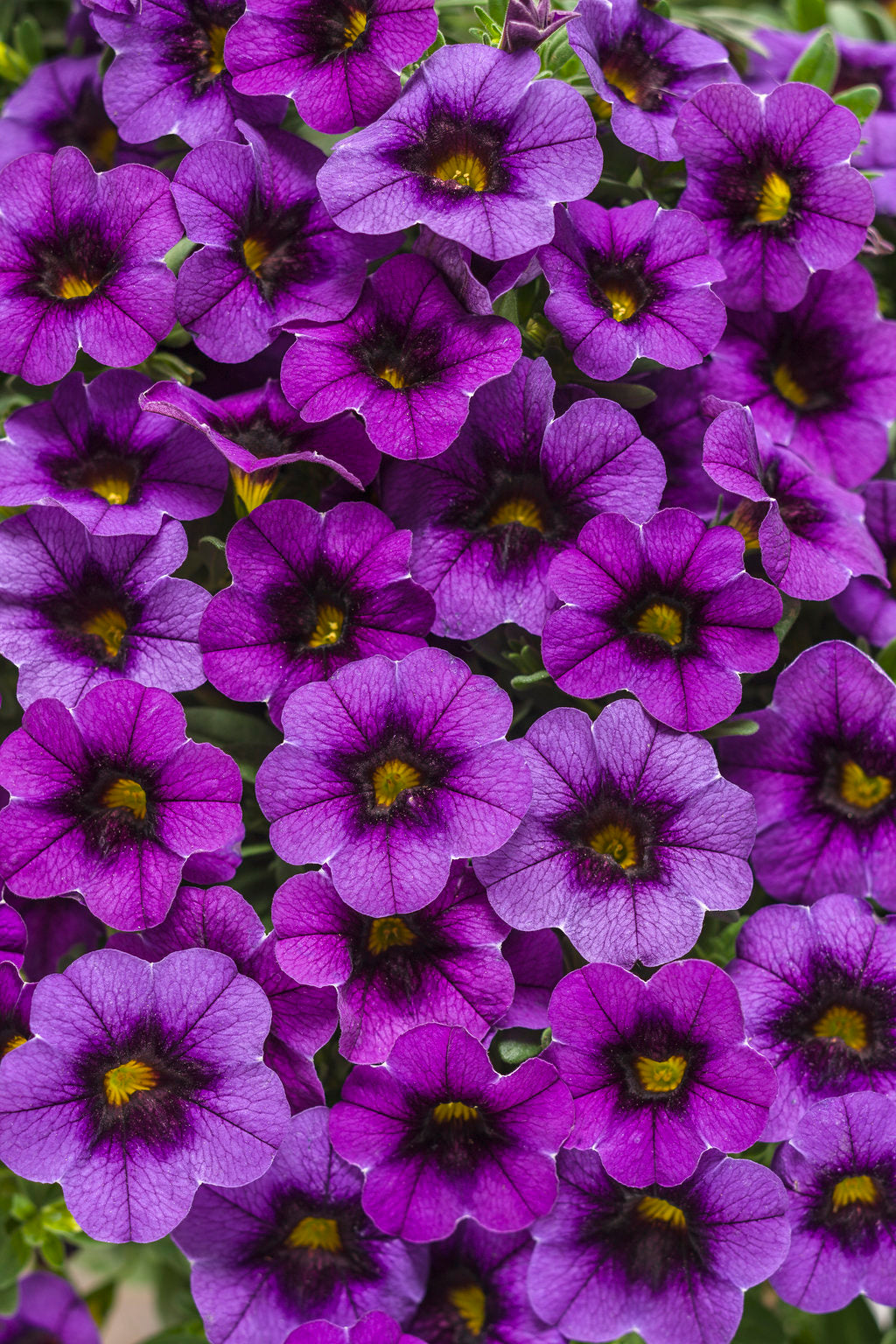 Superbells Grape Punch – Purple Calibrachoa – Proven Winners® Trailing Annual