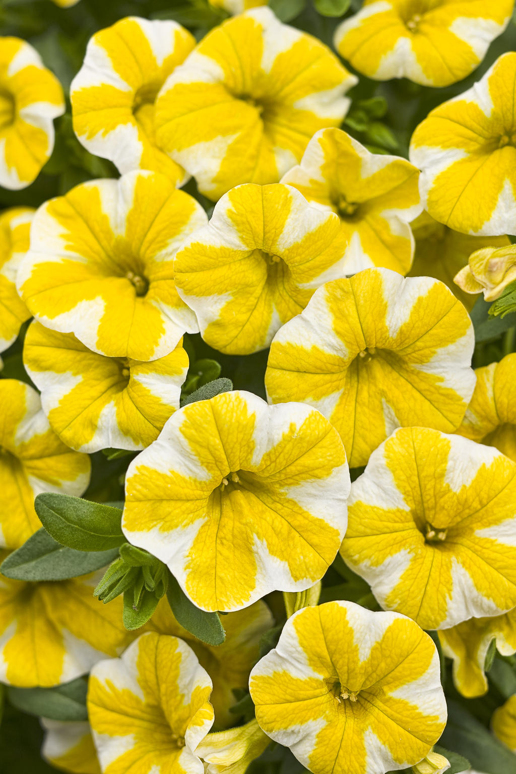 Superbells Lemon Slice – Yellow and White Calibrachoa – Proven Winners® Trailing Annual