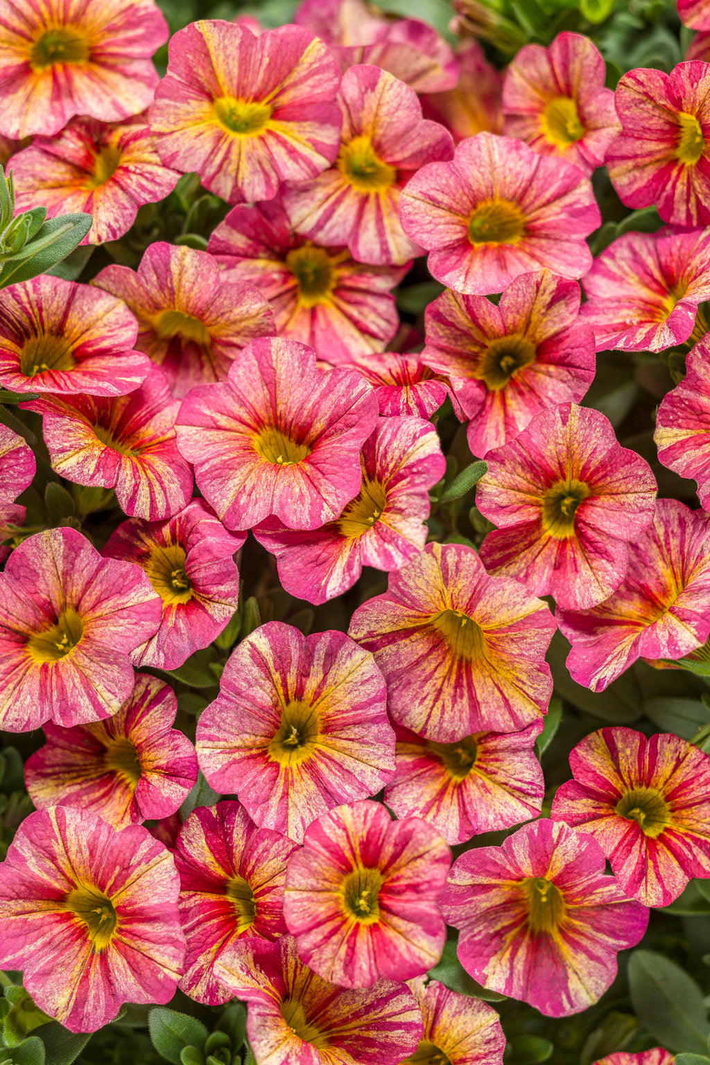 superbells flower seeds Superbells® Tropical Sunrise (PROVEN WINNERS®)