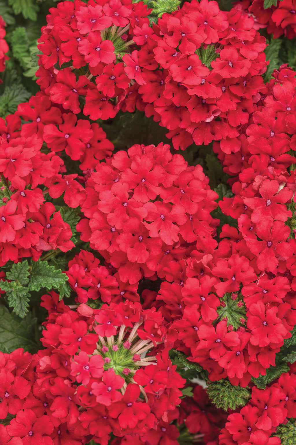 Superbena Red Verbena – Trailing Red Annual – Proven Winners® Flower