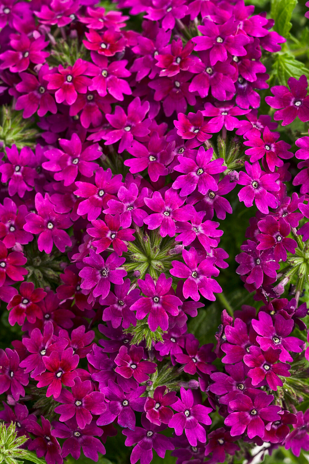 Royale Plum Wine Superbena – Compact Purple Verbena – Proven Winners® Annual Flower
