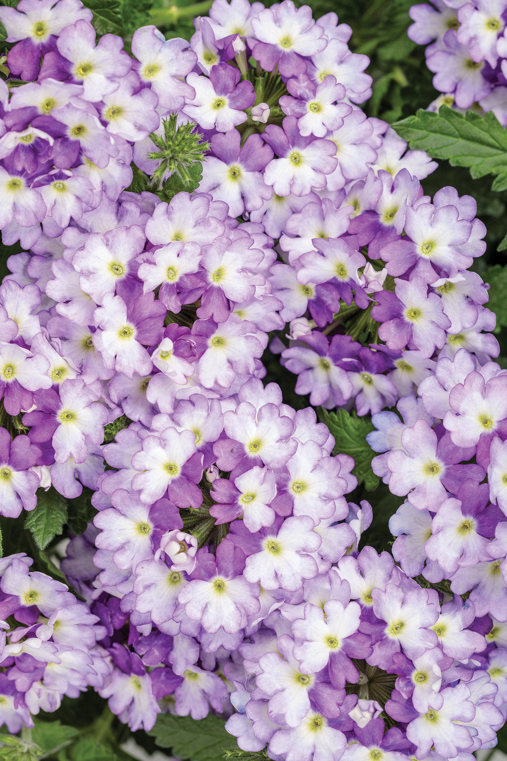 Sparkling Amethyst Superbena – Trailing Verbena – Proven Winners® Annual Flower