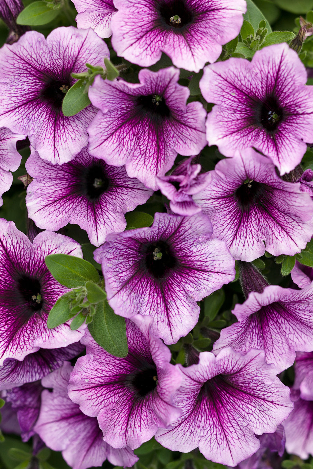 Supertunia Bordeaux – Proven Winners® Trailing Petunia – Wine-Purple Annual Flower