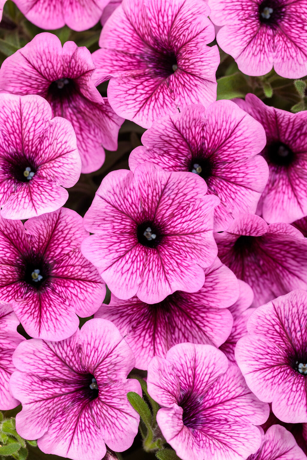 Supertunia Mini Vista Plum Vein – Proven Winners® Mounded Petunia – Soft Purple Veined Annual Flower