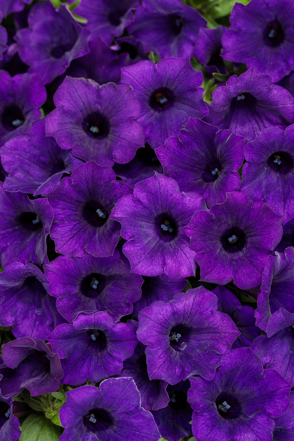 Supertunia Mini Vista Ultramarine – Proven Winners® Mounded Petunia – Violet-Blue Annual Flower