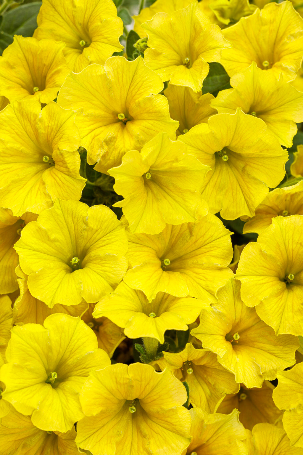 Supertunia Mini Vista Yellow – Proven Winners® Mounded Petunia – Bright Yellow Annual Flower