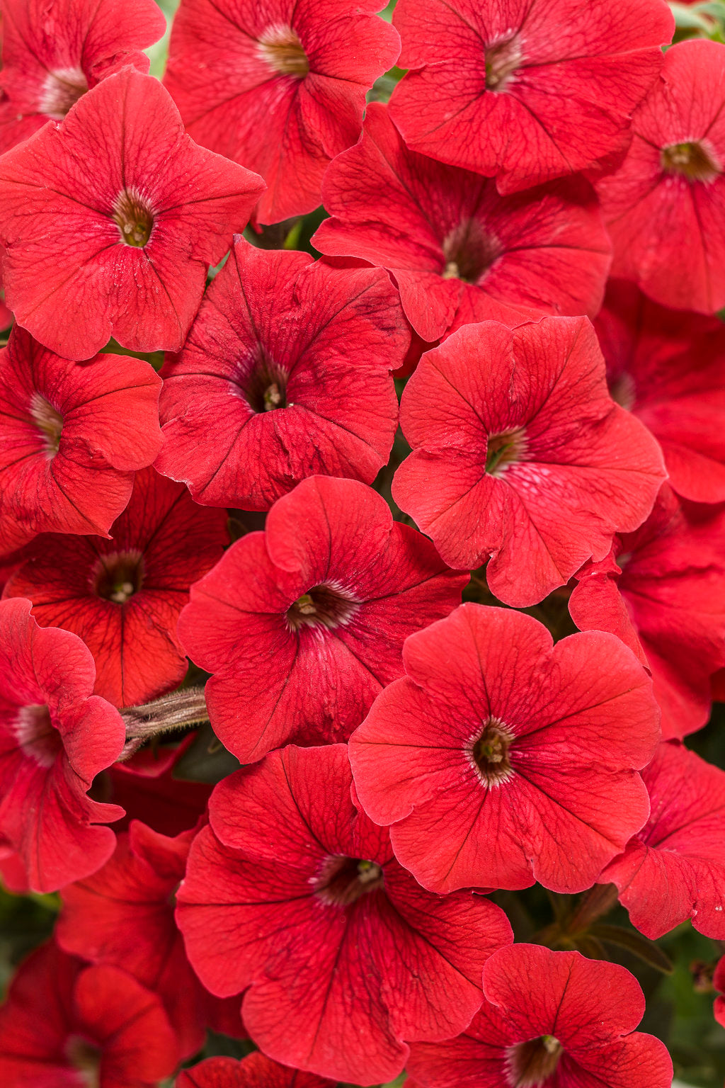 Supertunia Really Red – Proven Winners® Mounded Petunia – Bold Red Annual Flower