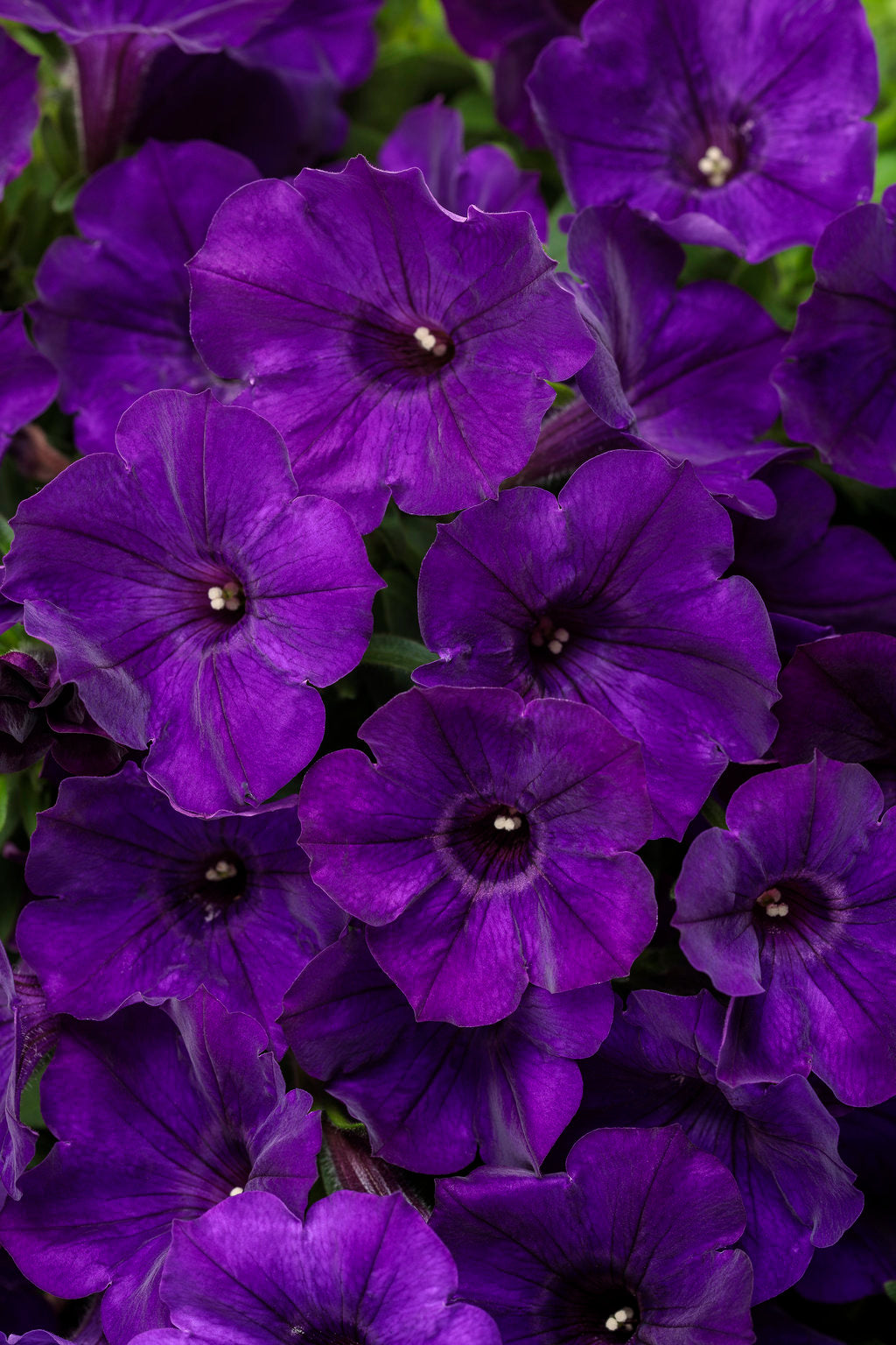 Royal Velvet Supertunia – Proven Winners® Hanging Basket – Deep Purple Petunia Annual
