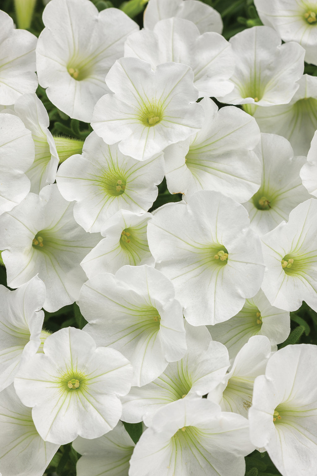 Supertunia Mini Vista White – Proven Winners® Mounded Petunia – Pure White Annual Flower