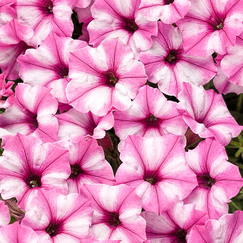 Supertunia Pink Star – Proven Winners® Trailing Petunia – Striped Pink Annual Flower