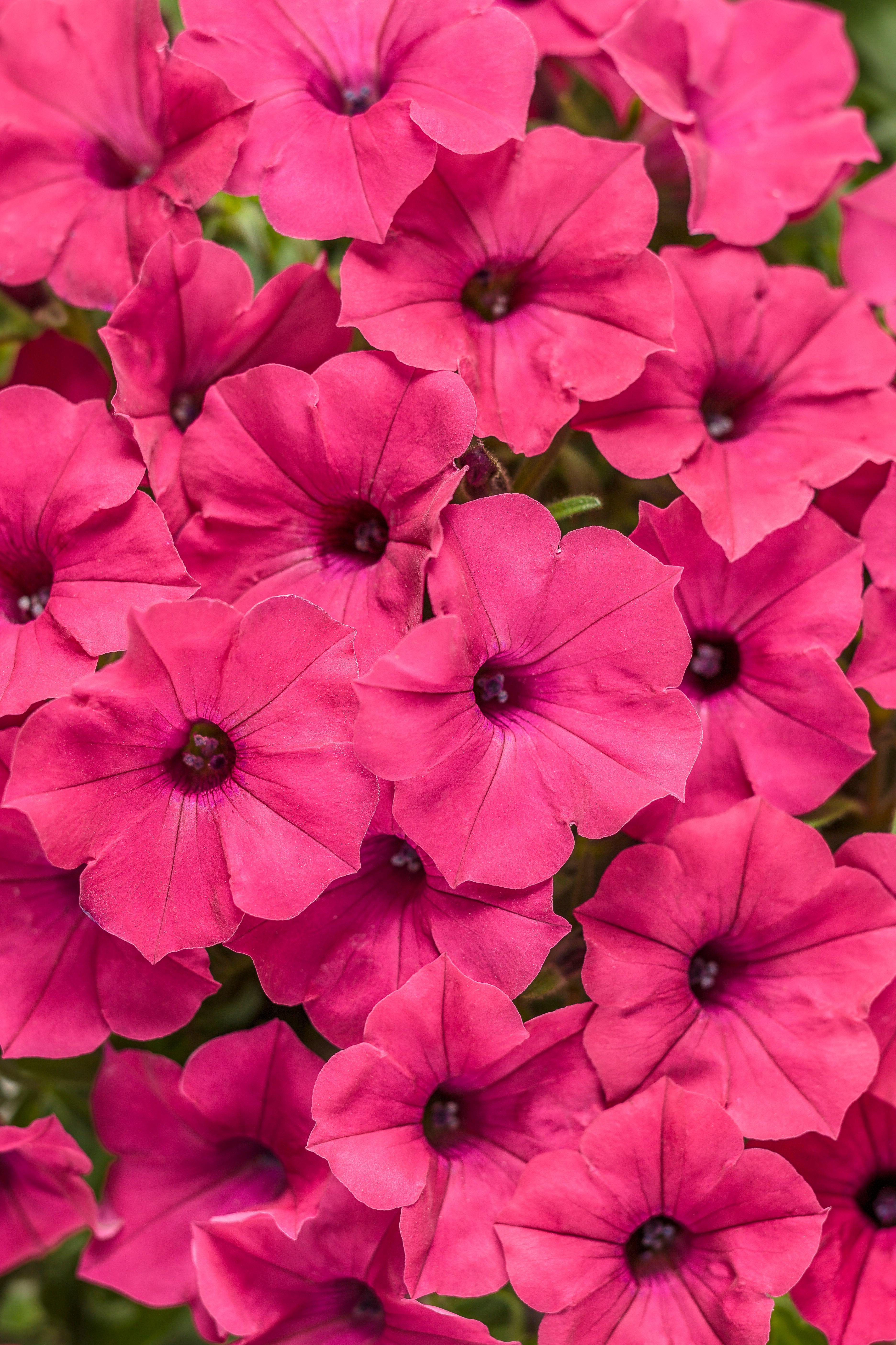 Supertunia Vista Fuchsia – Proven Winners® Spreading Petunia – Vivid Magenta Annual Flower