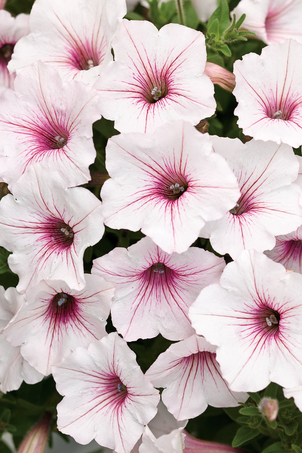 Vista Silverberry Supertunia – Spreading Petunia Annual – Proven Winners® Flower