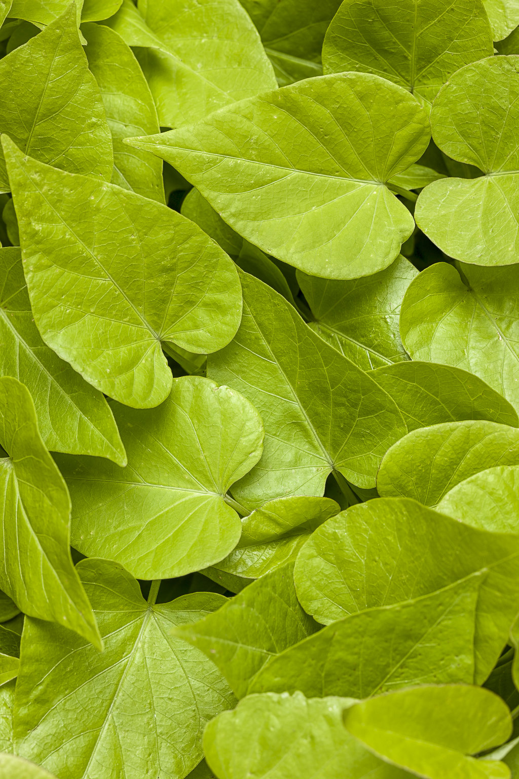 Sweetheart Lime Ipomoea (PROVEN WINNERS®)