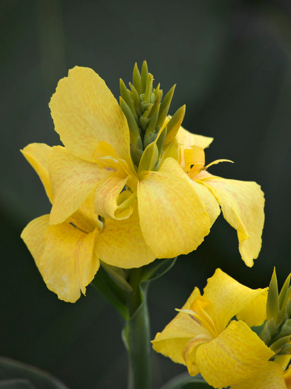 flower canna lily Toucan® Yellow Canna Lily (PROVEN WINNERS®) – Blessed Blooms Flower Farm