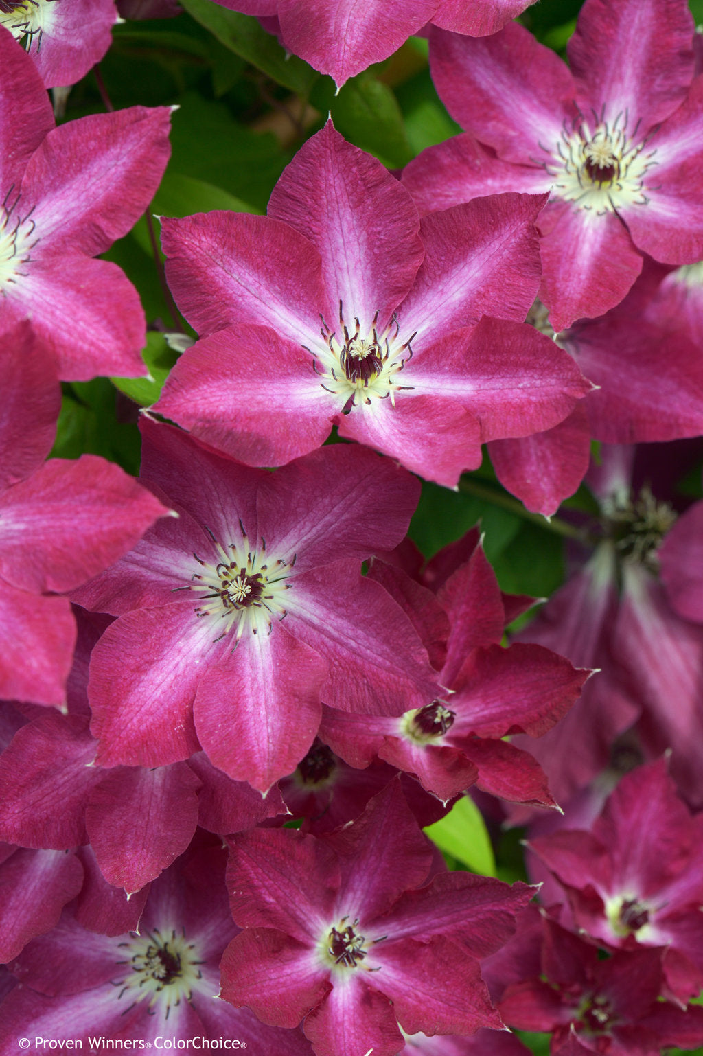 Viva Polonia Clematis – Red-Pink Blooming Climbing Vine – Proven Winners® Perennial