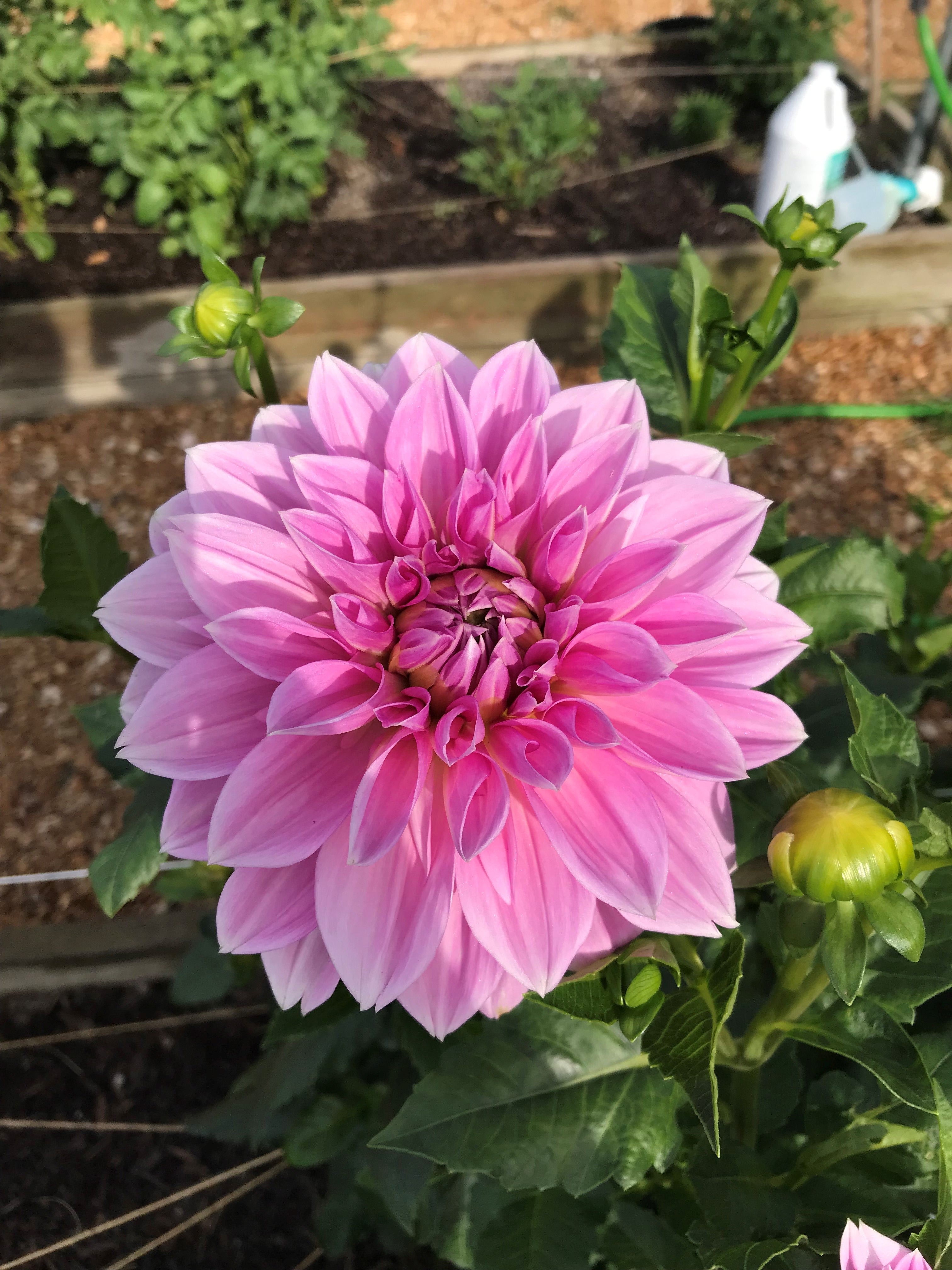 Bluetiful Dahlia Tuber