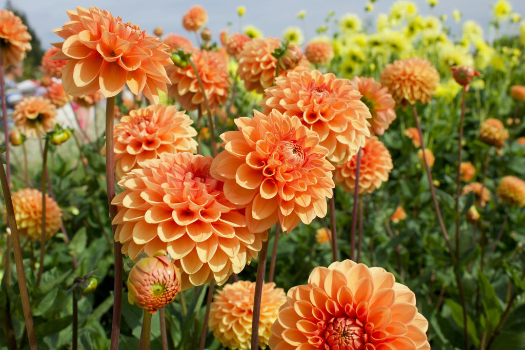 How to Save Dahlias for Another Year: A Step-by-Step Guide