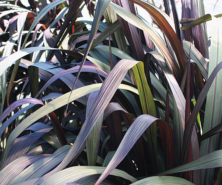 Grasses
