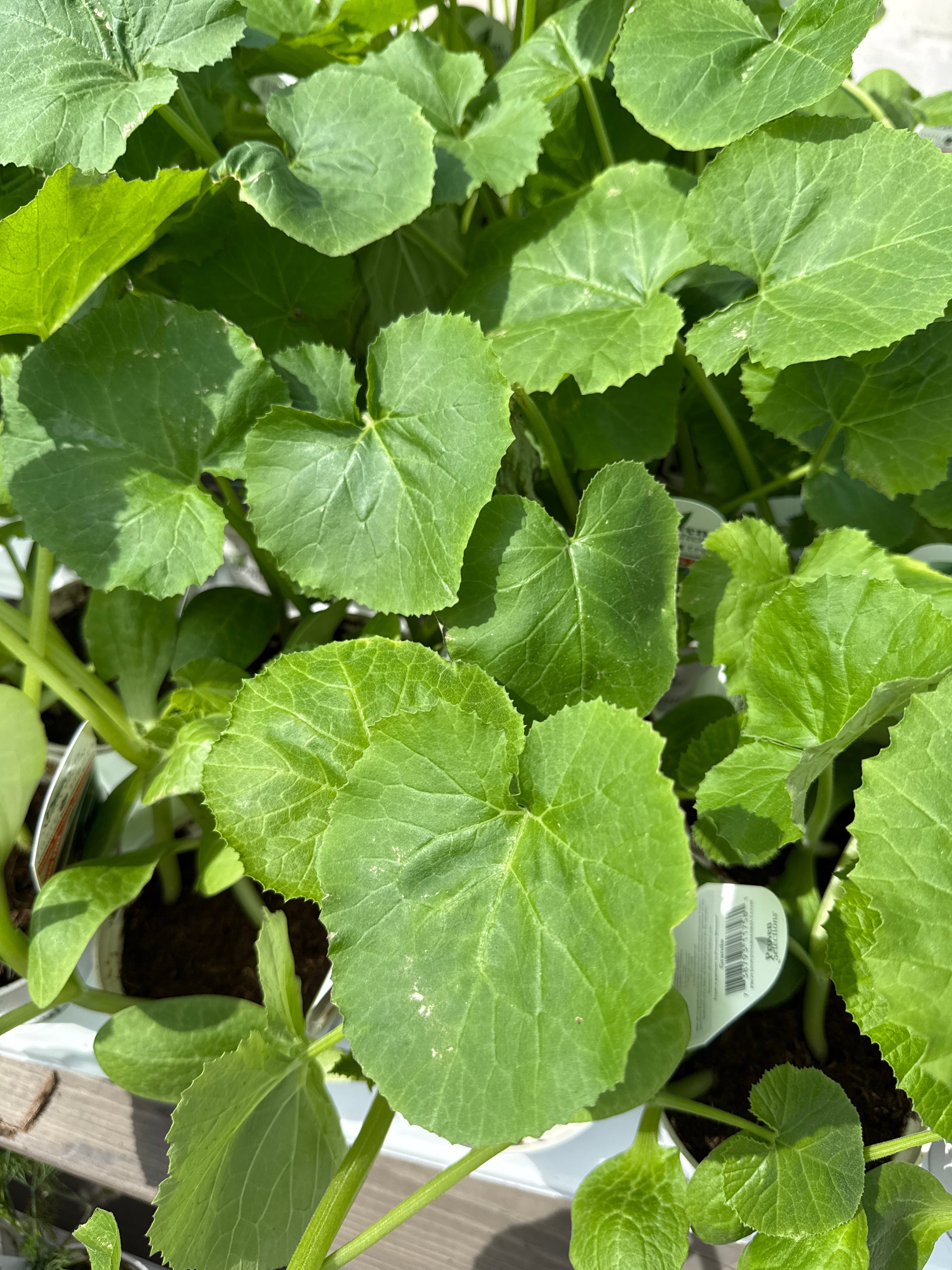 Herbs and Veggies