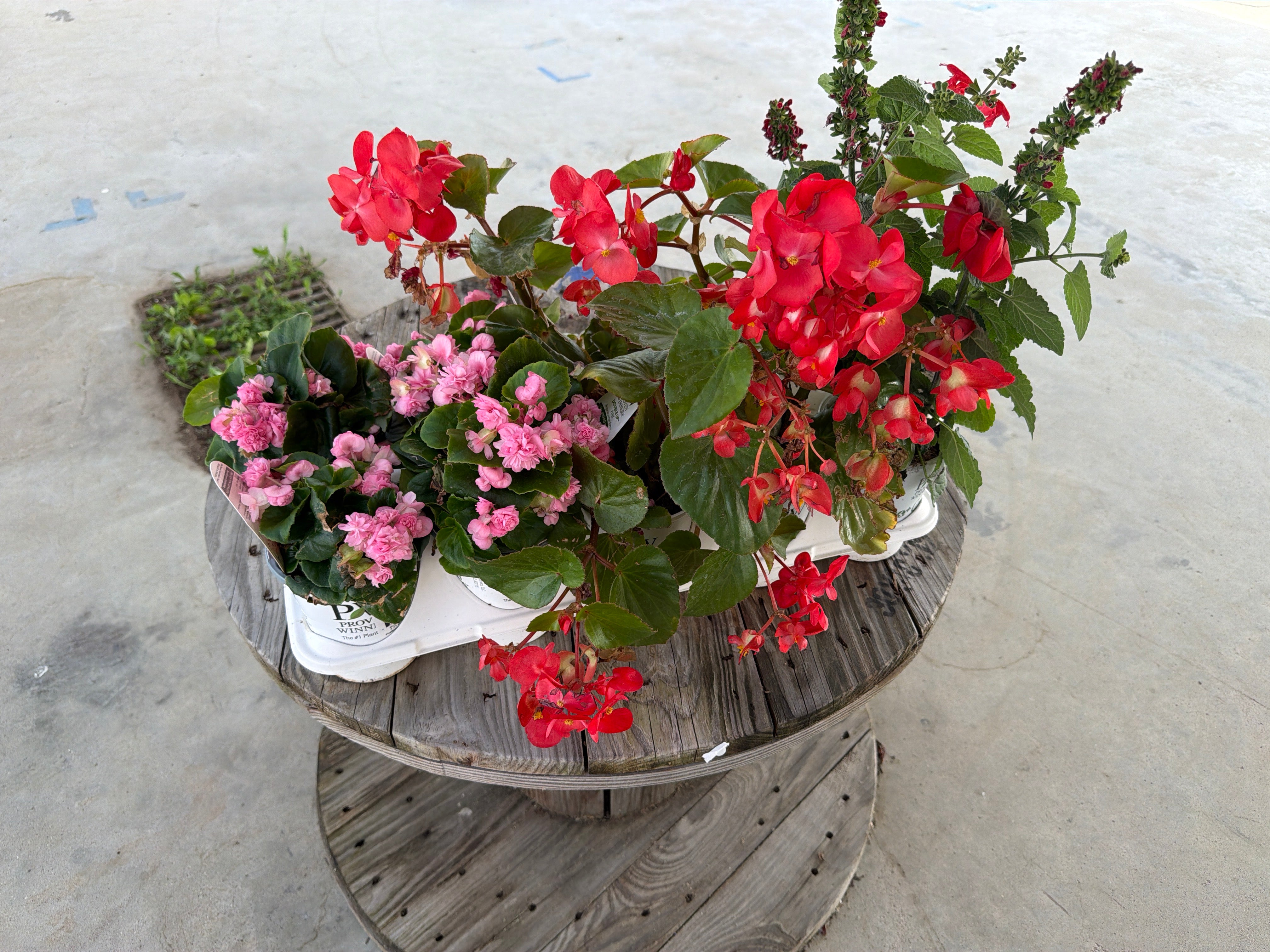 Plant Bundle #6