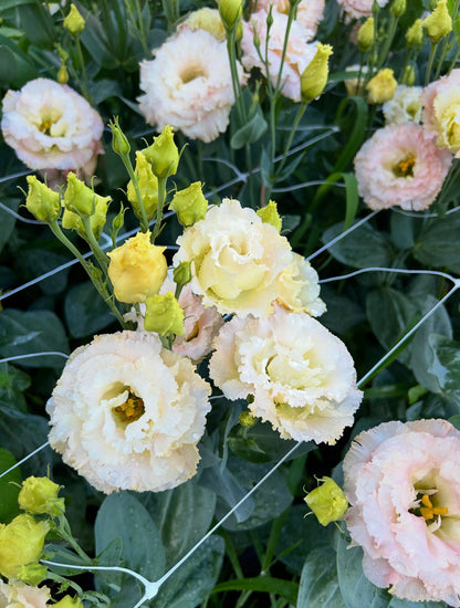 Voyage 2 Lisianthus Plugs – Champagne