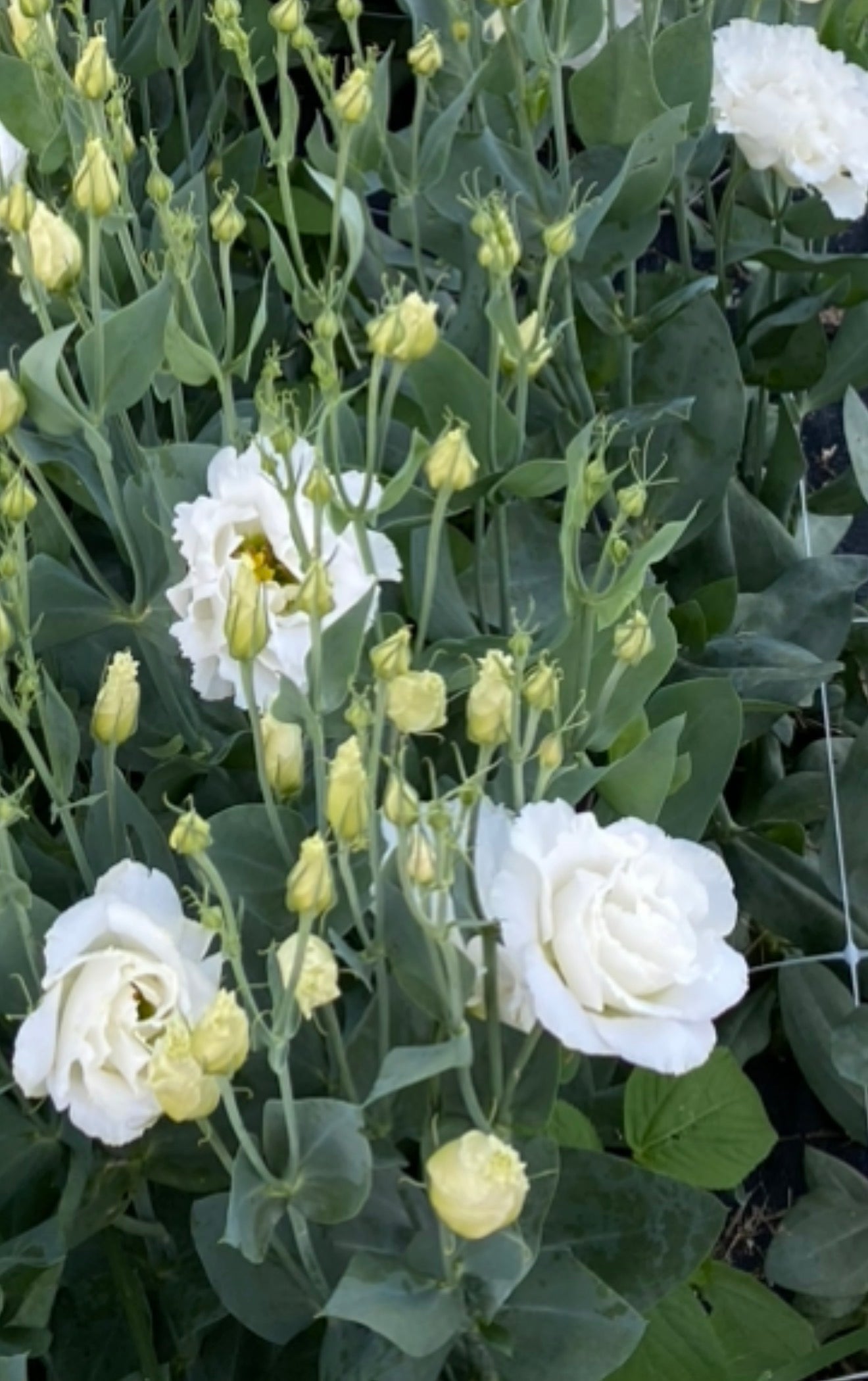 Mariachi / Arena Mix Lisianthus Plugs – Pure White & Red III