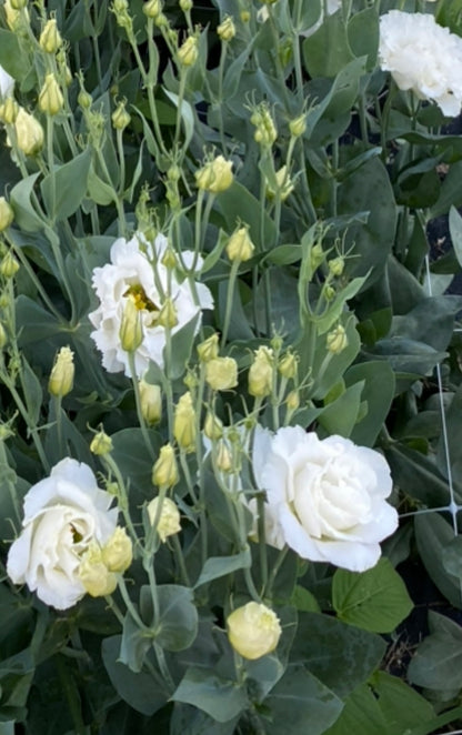 Mariachi Lisianthus Plugs – Pure White