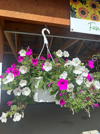 #1 Hanging Basket