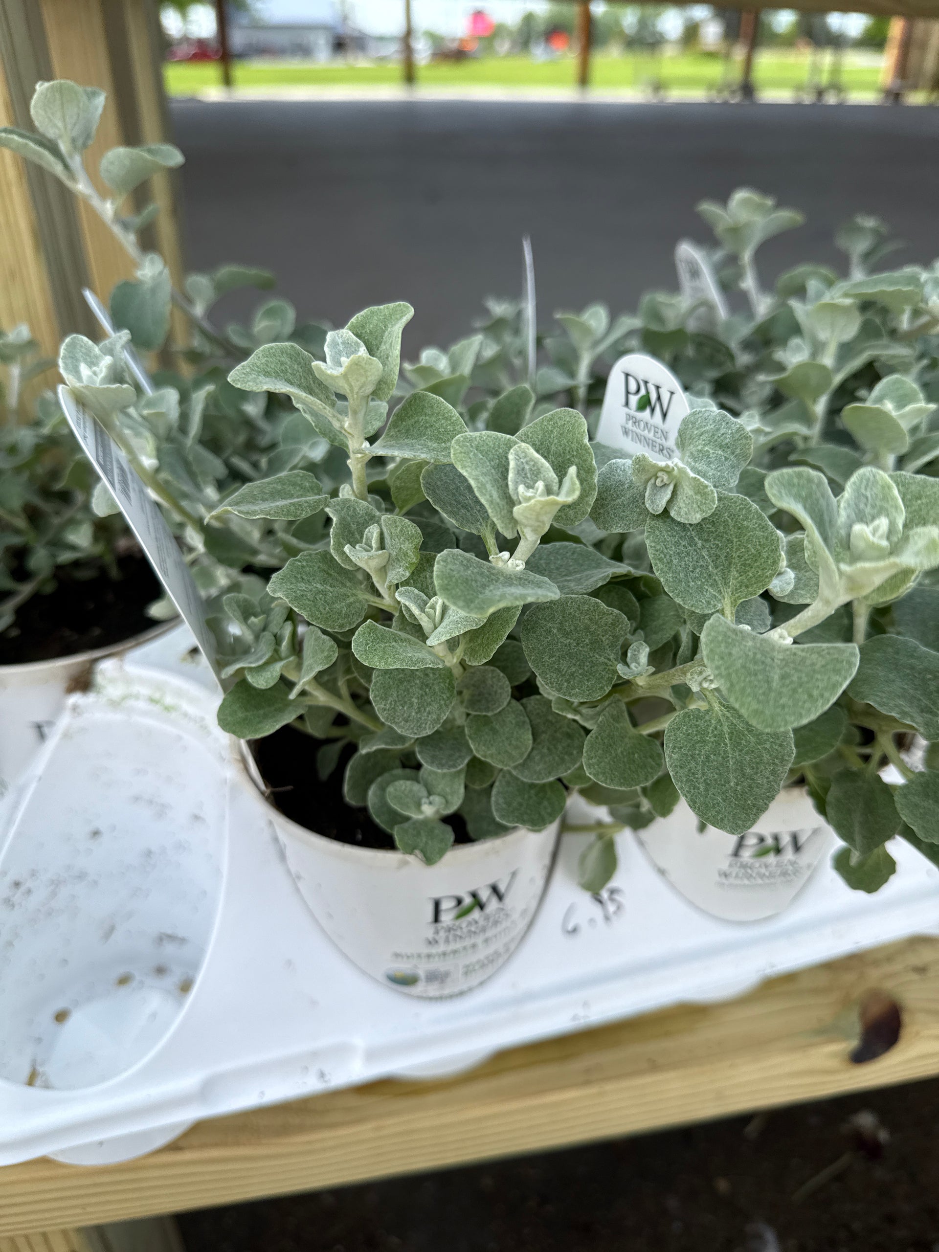 white licorice plant indoors White Licorice Helichrysum – Blessed Blooms Flower Farm
