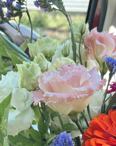Voyage 2 Mix Lisianthus Plugs – First Love & Pink