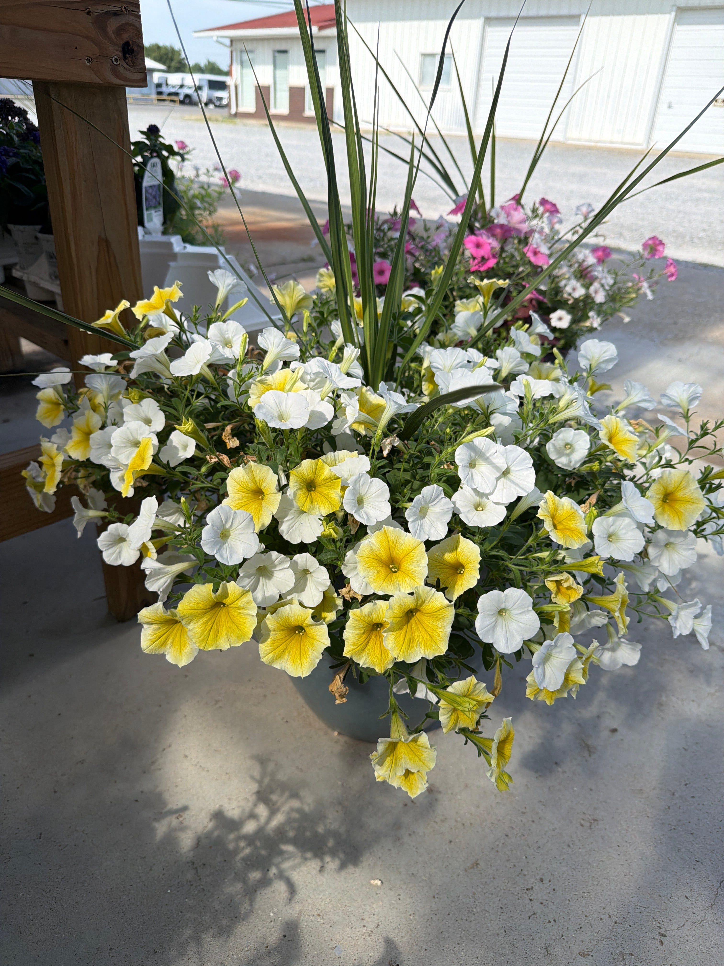 Premium Sun Planter 3￼