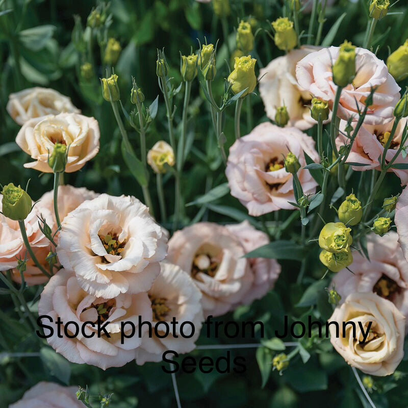Lisadora Lisianthus Plugs – Apricot III