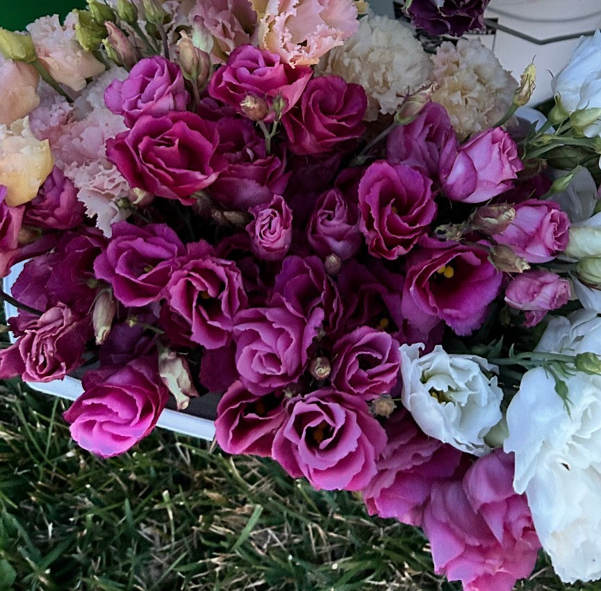 Mariachi / Arena Mix Lisianthus Plugs – Pure White & Red III