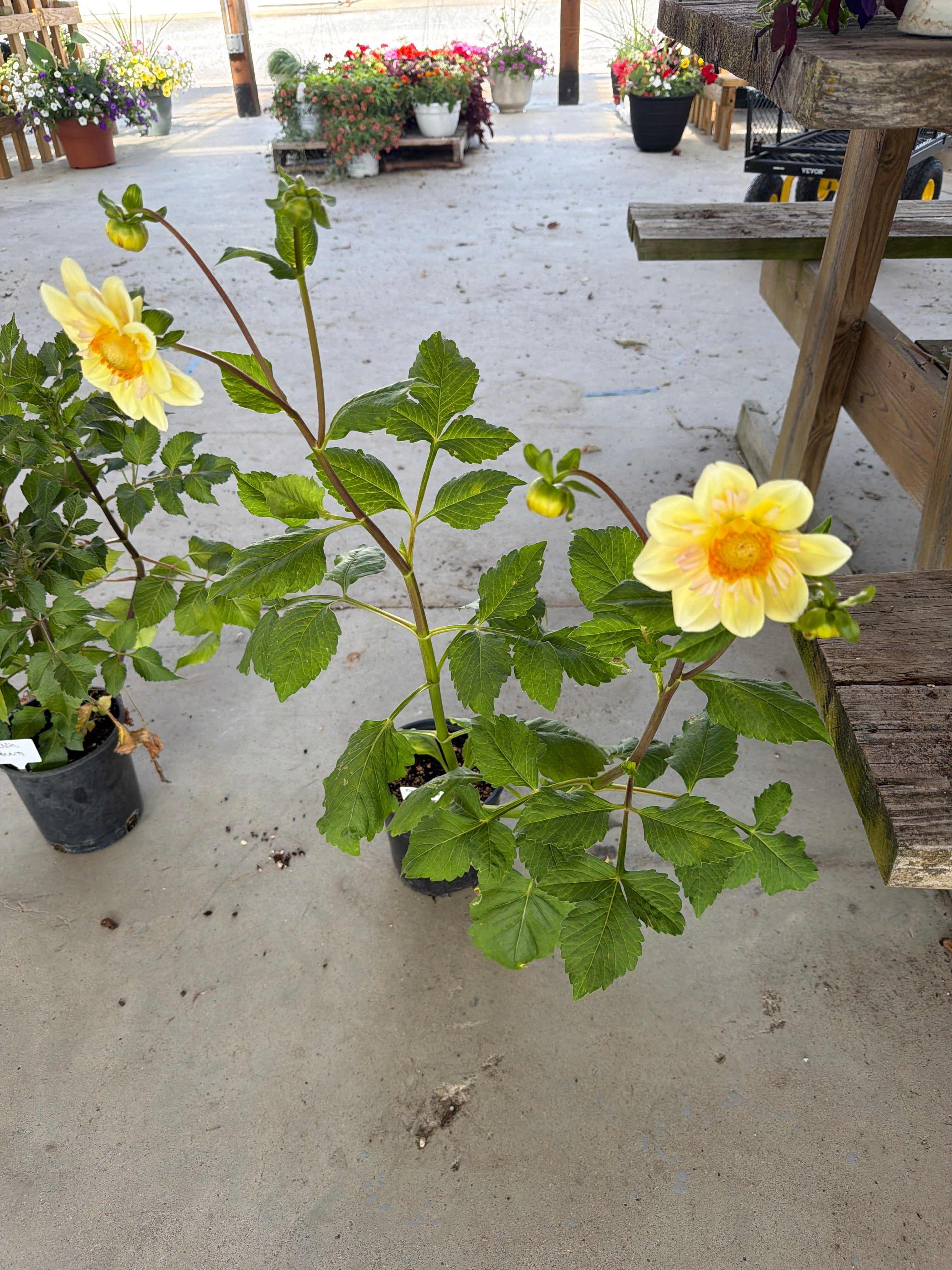 Apple Blossom Dahlia