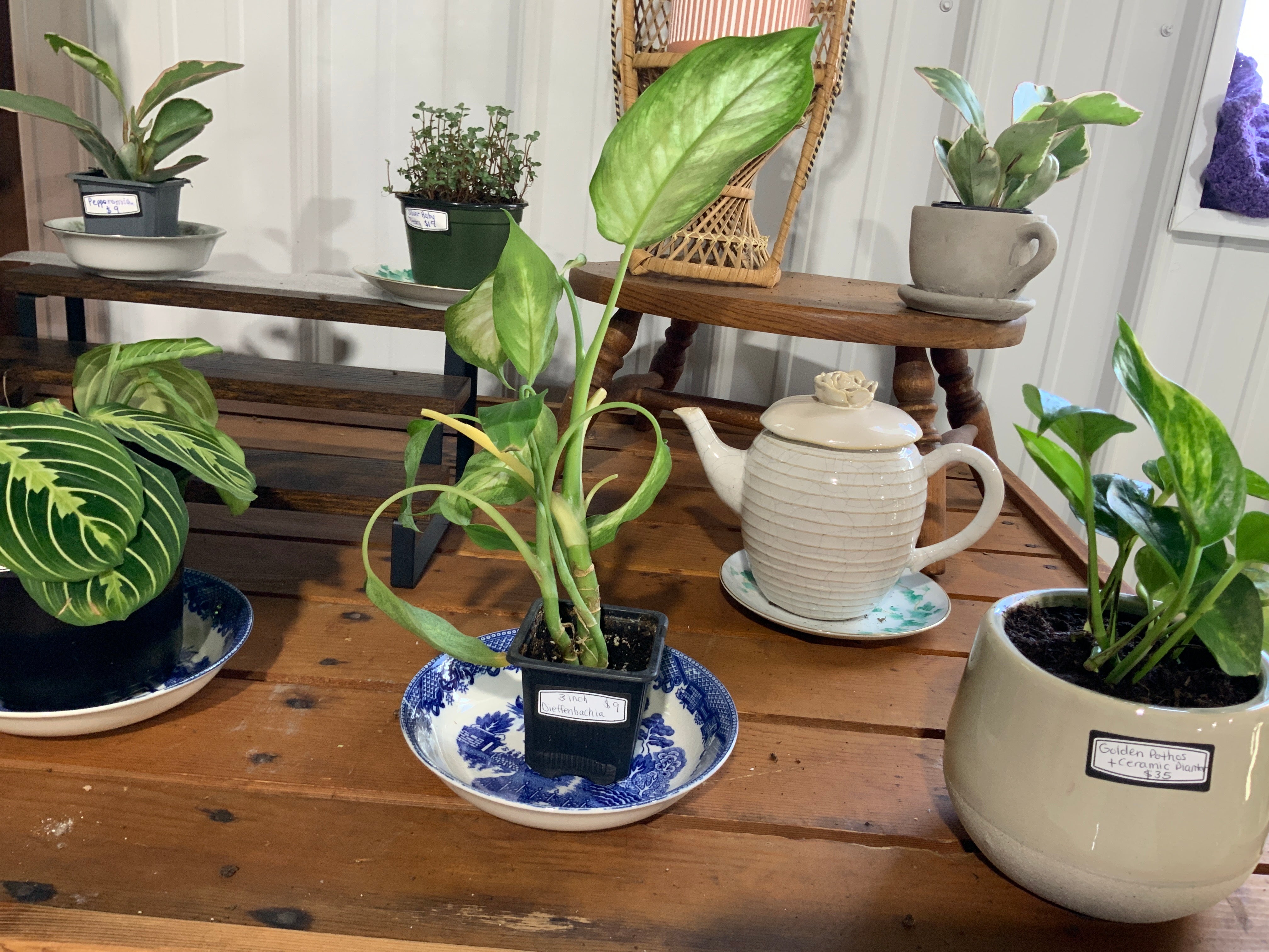 Dieffenbachia- 3 inch
