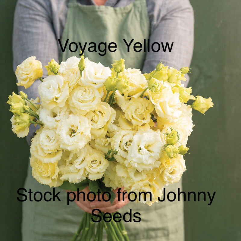 Mixed Trays-Late Seeded