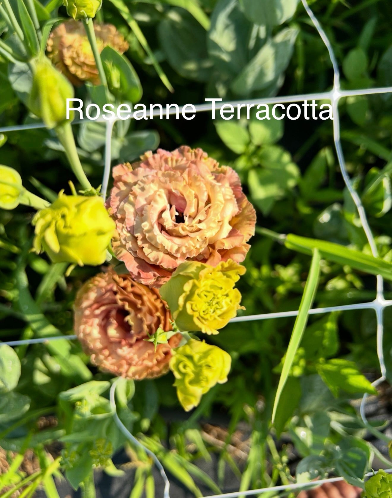Mixed Trays-Late Seeded