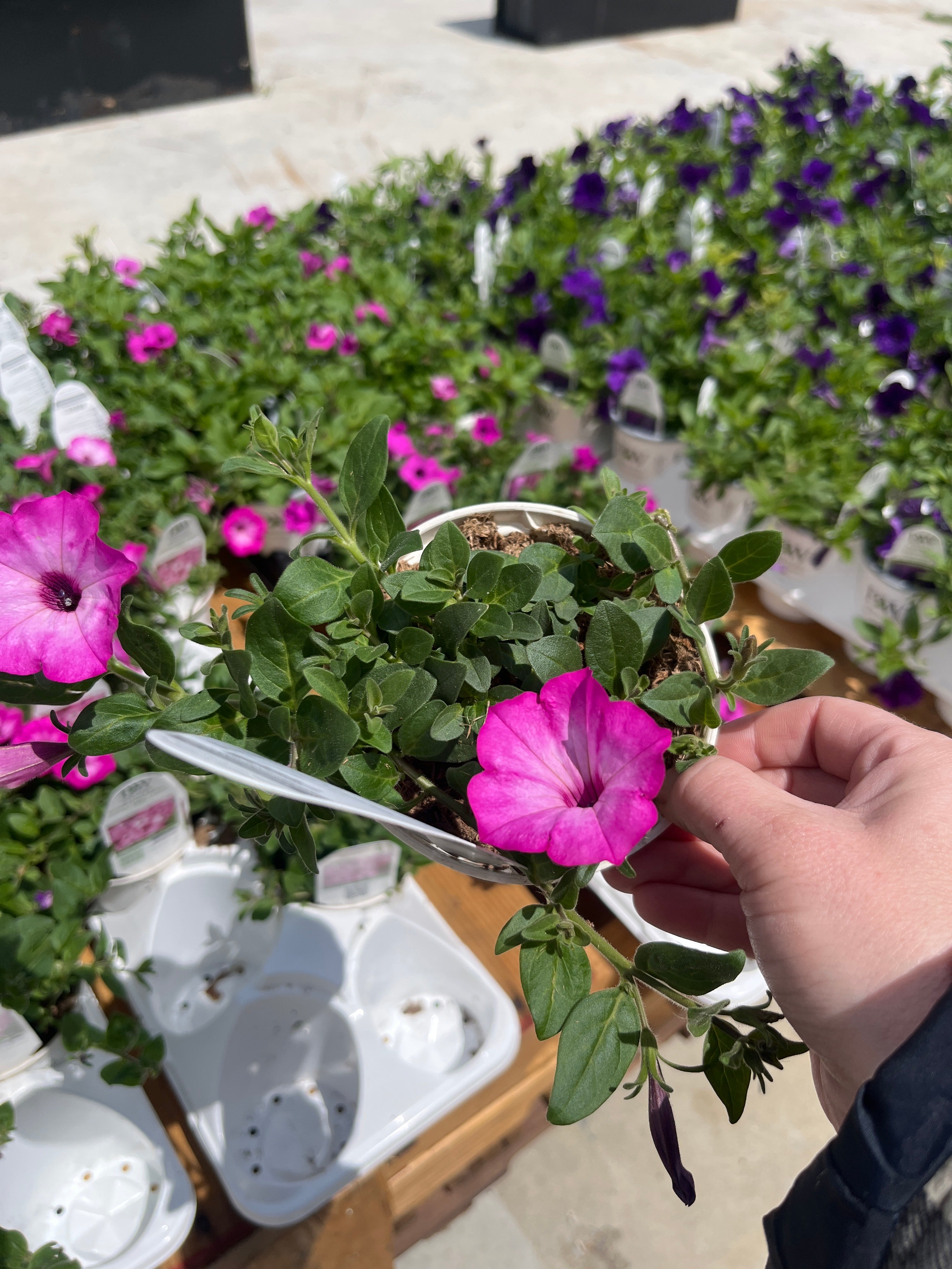 Supertunia Pink Tiara – Proven Winners® Mounded Petunia – Bright Pink Annual Flower
