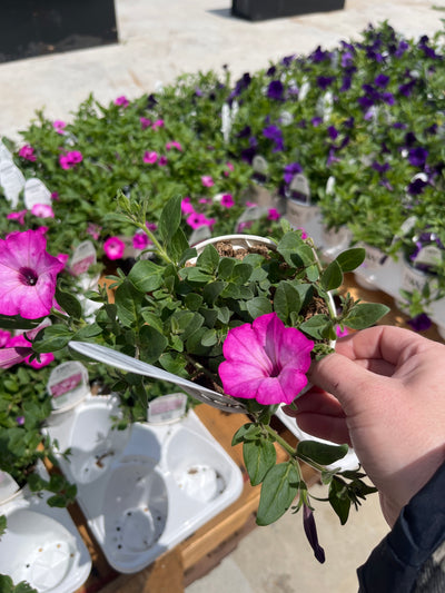 Supertunia Pink Tiara – Proven Winners® Mounded Petunia – Bright Pink Annual Flower