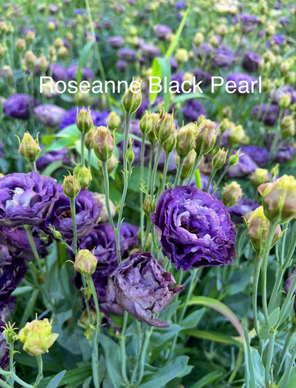 Mixed Trays-Late Seeded