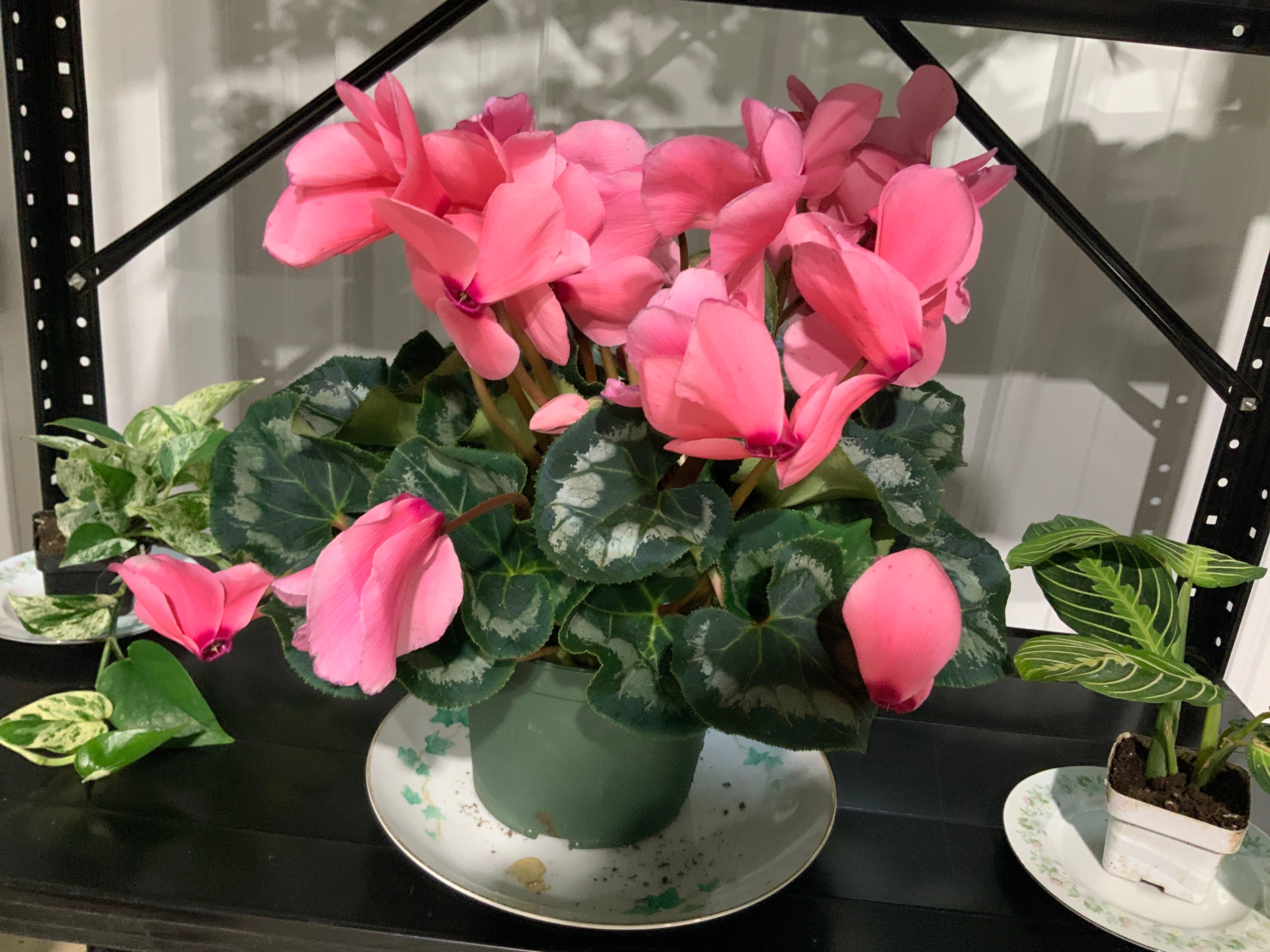 Blooming Cyclamen- Large