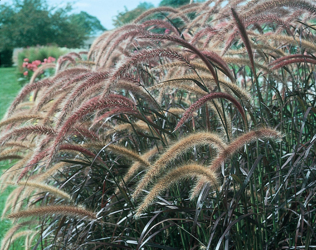 Graceful Grasses® Purple Fountain Grass (PROVEN WINNERS®)