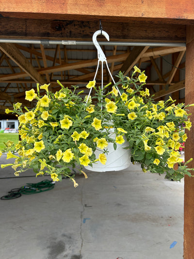 #1 Hanging Basket