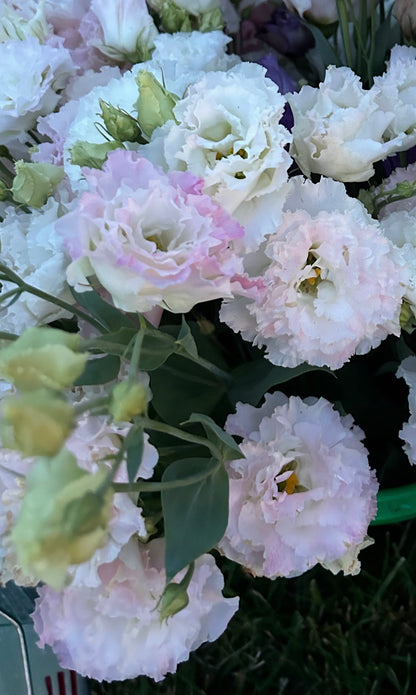 Voyage 2 Mix Lisianthus Plugs – First Love & Pink