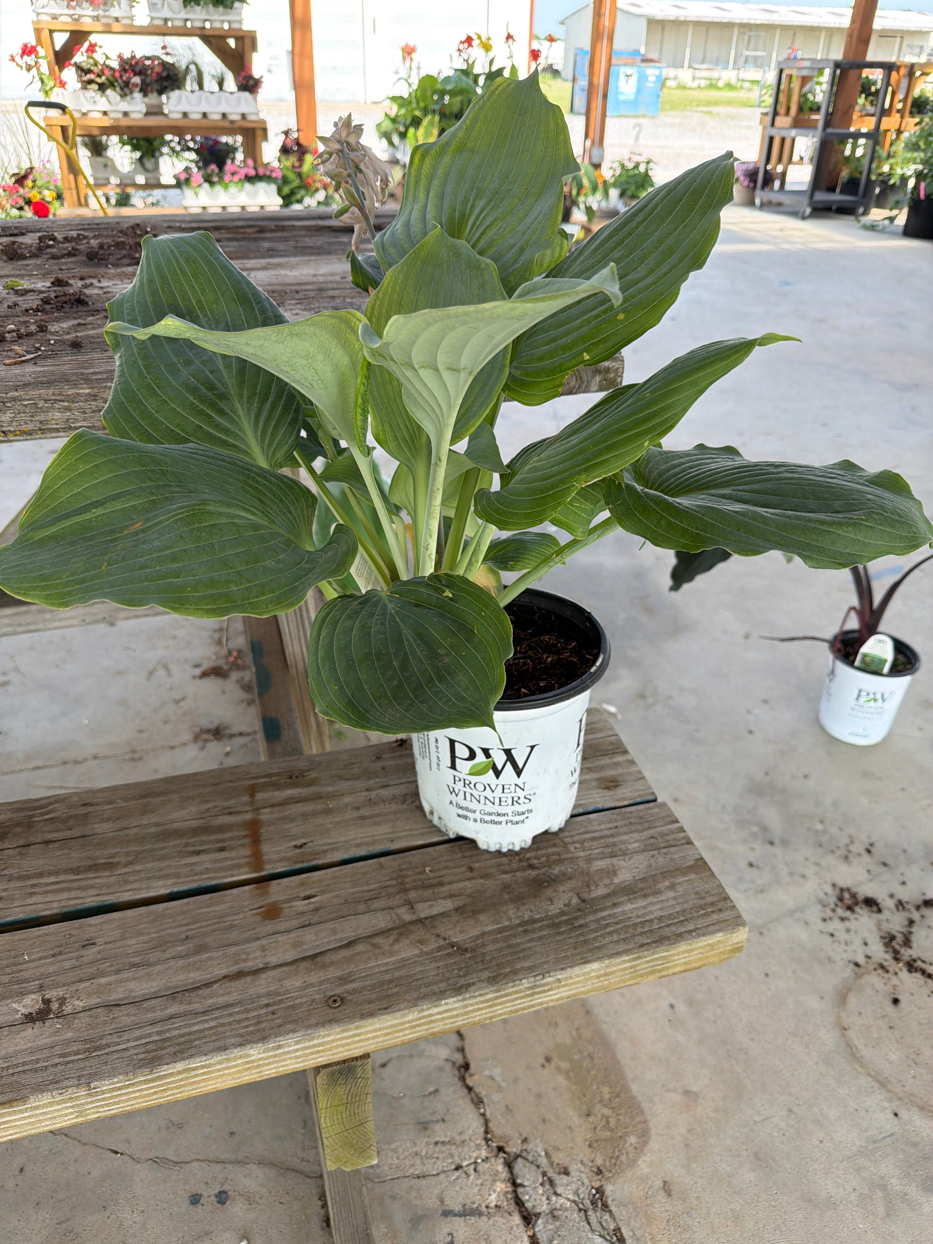 Shadowland diamond Lake hosta