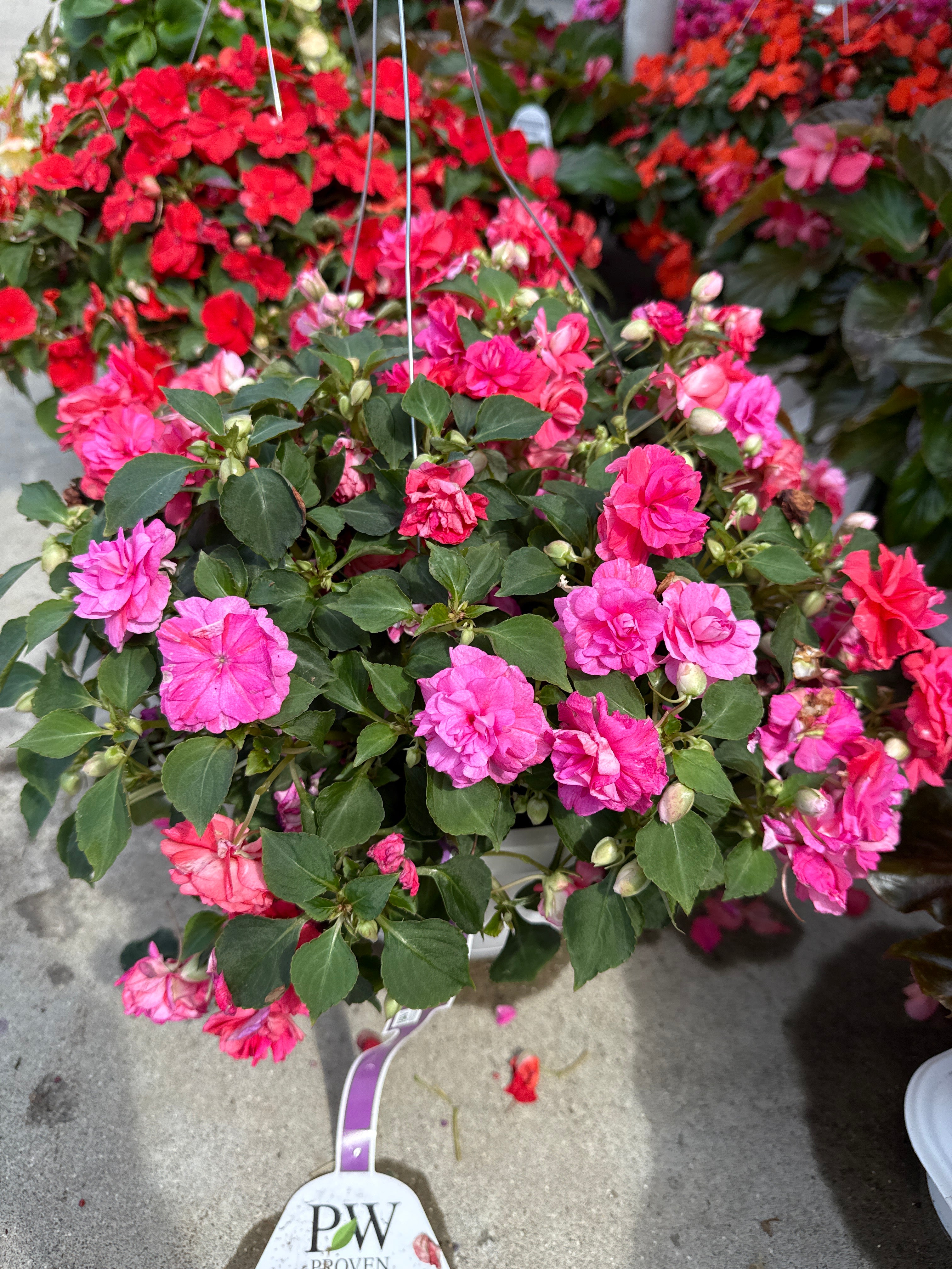 Rockapulco coral reef hanging basket
